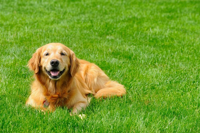 dog on artificial lawn