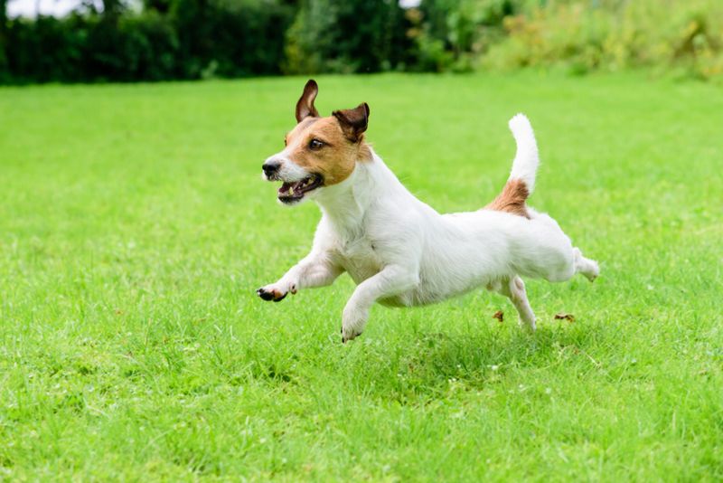 Dog running across a Central Coast synthetic grass backyard