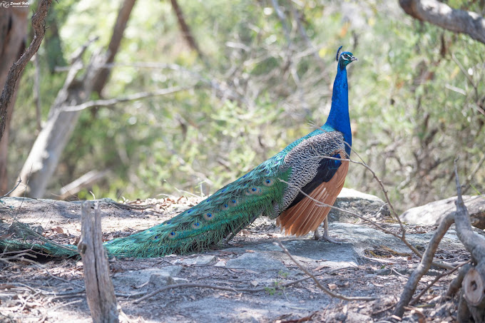 Walkabout Wildlife Sanctuary