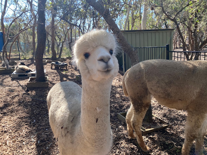 Walkabout Wildlife Sanctuary