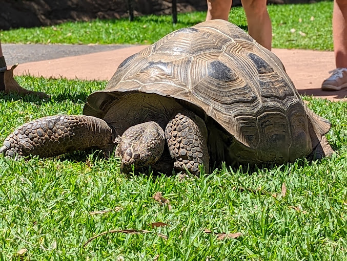 Australian Reptile Park